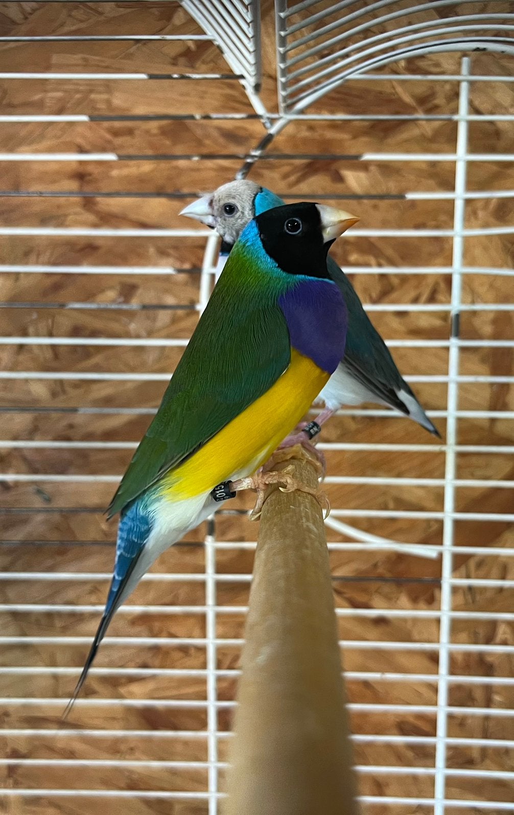 6 gouldamandines, Dieren en Toebehoren
