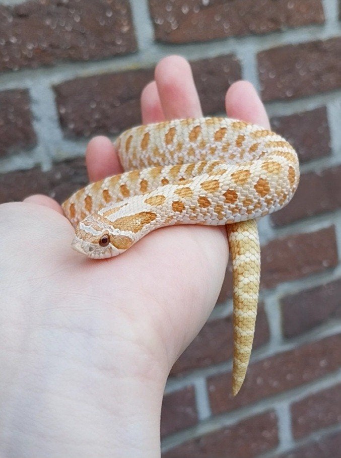 1.0 Heterodon nasicus Toffeebelly, Dieren en Toebehoren, Slang, Tam, 0 tot 2 jaar