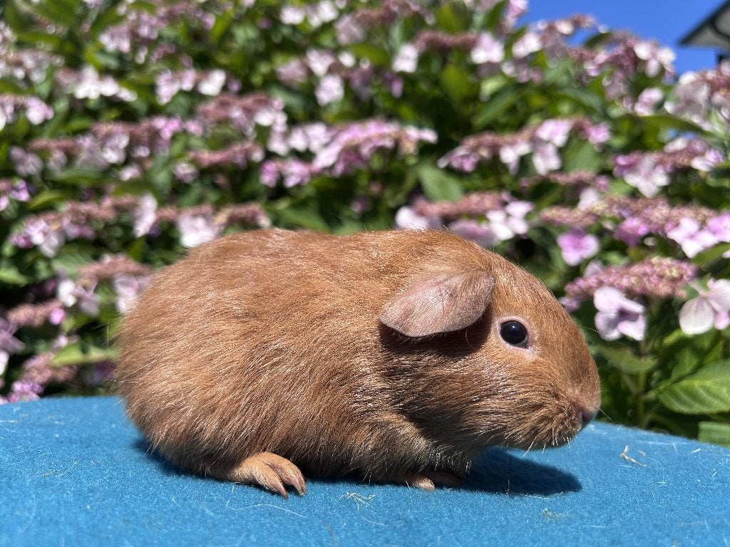 buff/goud/wit cavia beertjes, Dieren en Toebehoren, Knaagdieren, Cavia, Mannelijk, Juli, Tam
