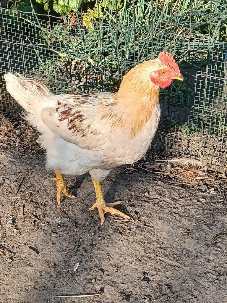 Jonge haan, Dieren en Toebehoren, Pluimvee, Mannelijk, Kip