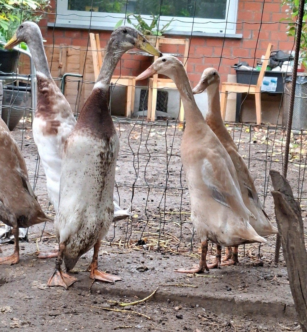 TT zuivere loopeend koppel Saksenkleur, Dieren en Toebehoren, Meerdere dieren, Eend