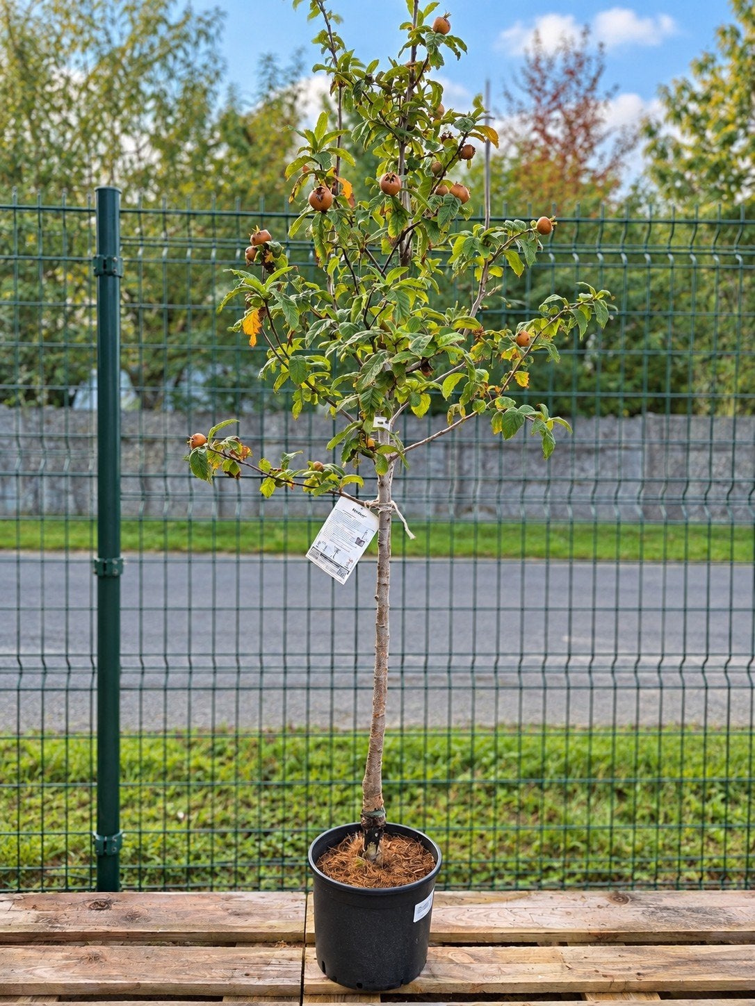 Mispilus Germanica, Tuin en Terras, Ophalen