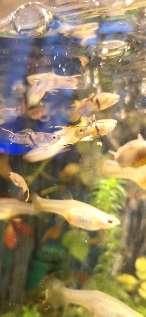 Je donnerai des guppys, Dieren en Toebehoren, Vis, Zoetwatervis
