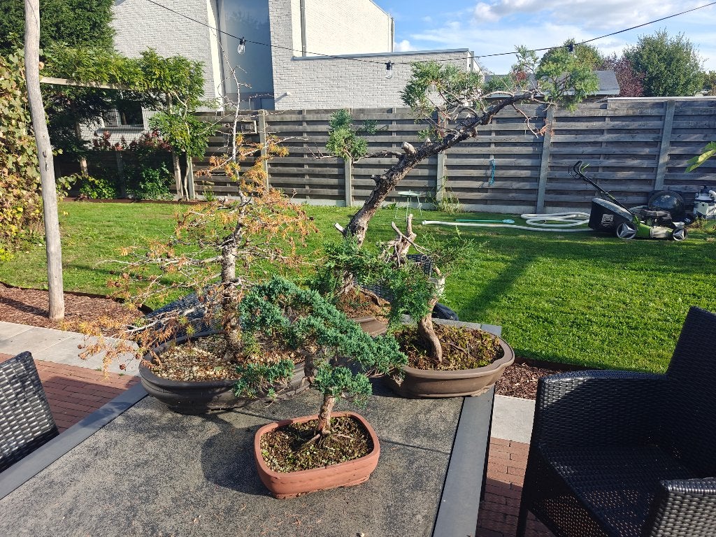 Bonsai collectie en toebehoren, 5 bomen larix, esd. en junip, Enlèvement, Été, Autres espèces, Moins de 100 cm