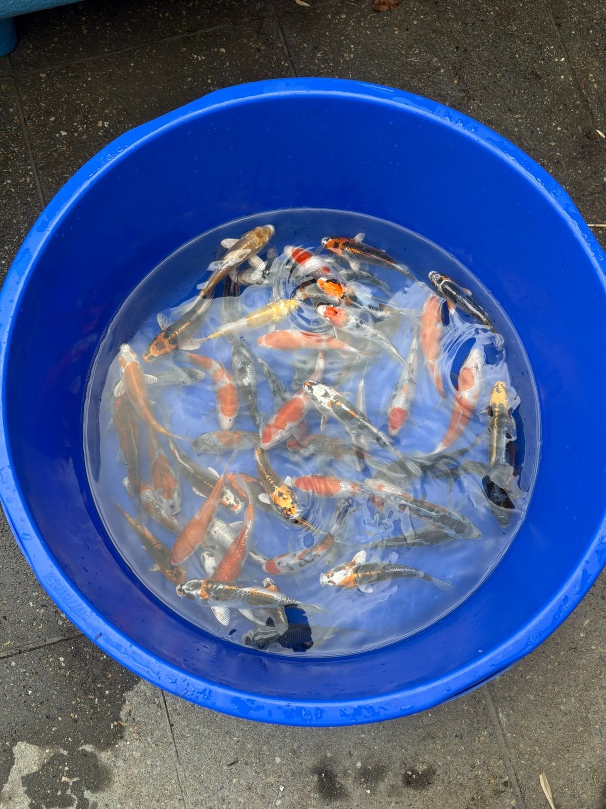 Japanse tossai, Dieren en Toebehoren, Vissen | Vijvervissen, Karper of Koi