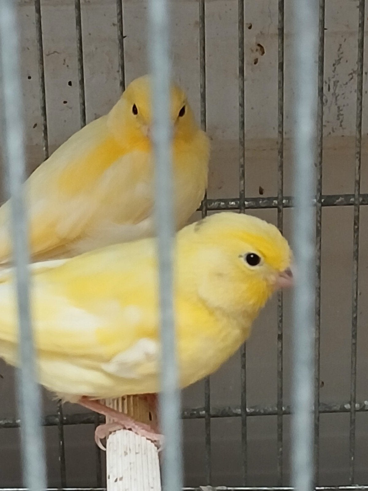 Jonge kanaries, Dieren en Toebehoren, Meerdere dieren, Zangkanarie