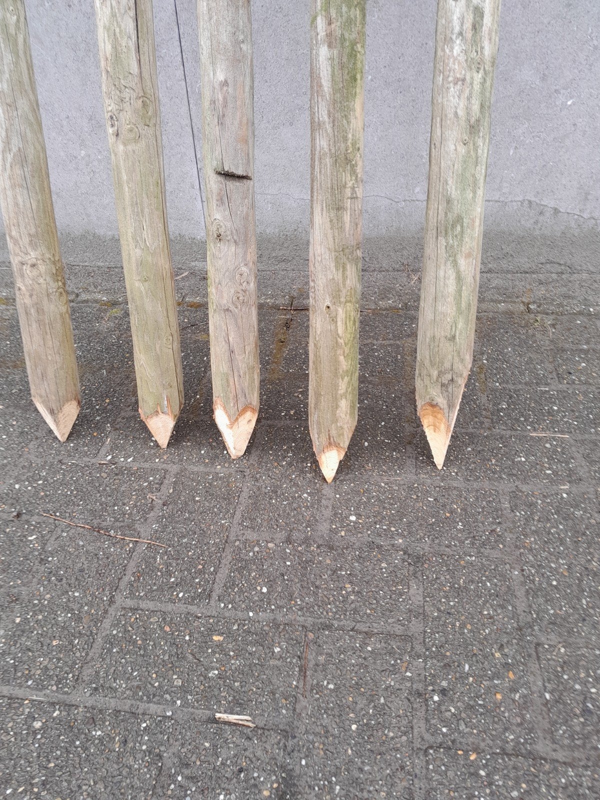 POTEAUX EN BOIS POINTUS, Janvier, Mâle
