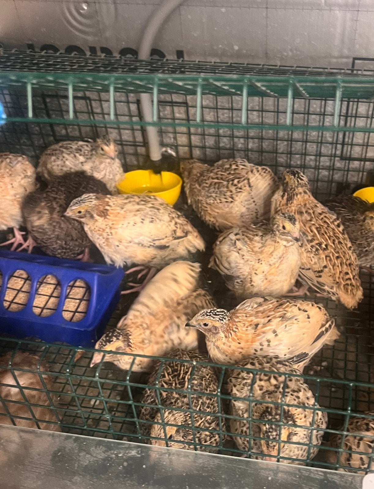 Jonge japanse kwartels 4 weken oud., Dieren en Toebehoren, Ophalen
