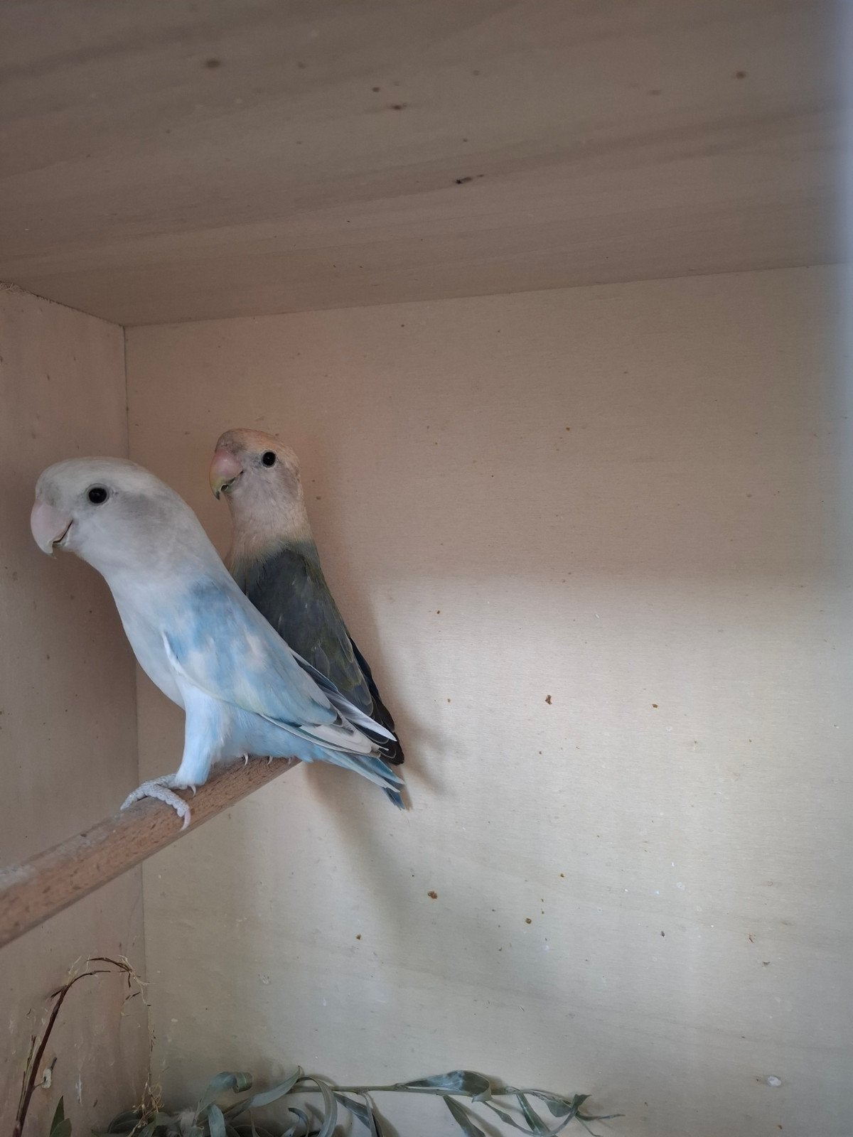 agapornis roseicollie bewezen koppel, Dieren en Toebehoren