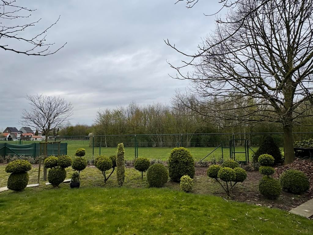 Assortiment buxus - af te halen regio Roeselare, Ophalen, Buxus