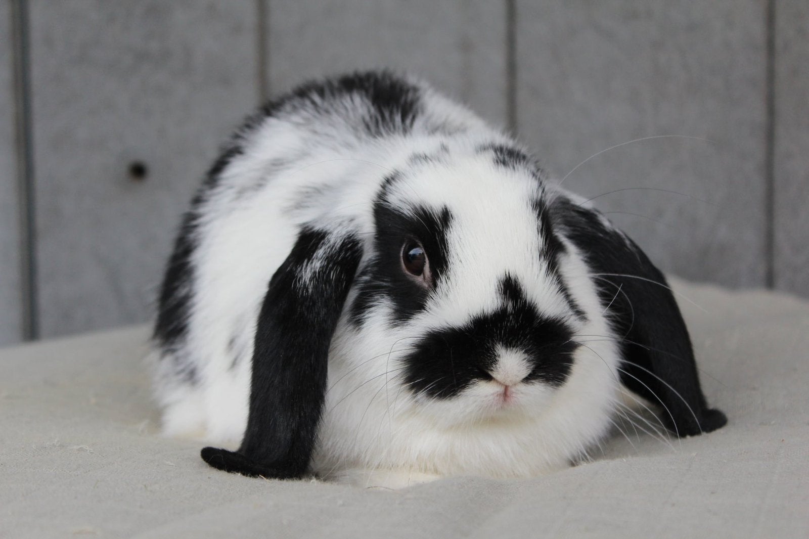 Zwartbonte NHD rammelaar, Mannelijk, Klein, Hangoor, 0 tot 2 jaar