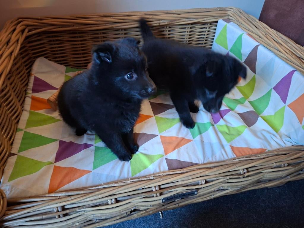 Schipperke puppy's, Dieren en Toebehoren, Parvo, België, Fokker | Hobbymatig, 8 tot 15 weken