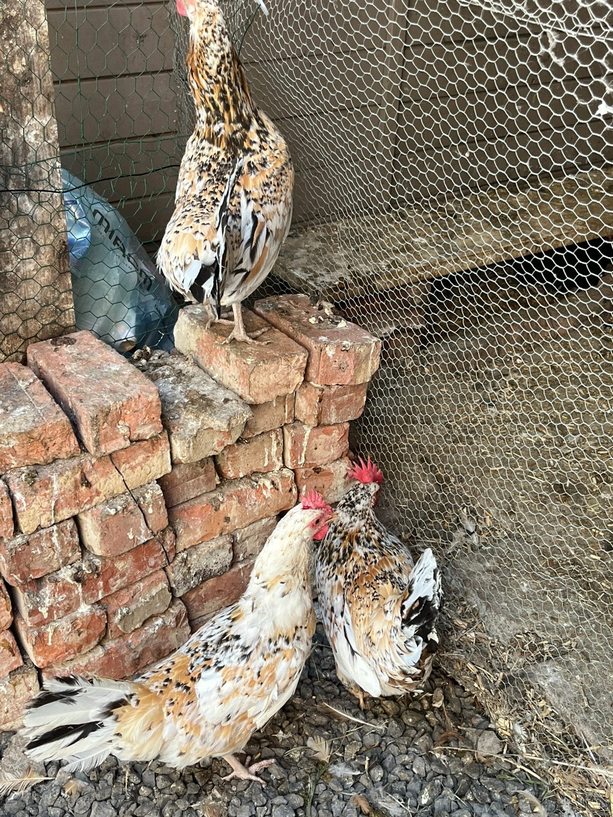 Porselein leghorn hennen, Dieren en Toebehoren, Vrouwelijk, Kip