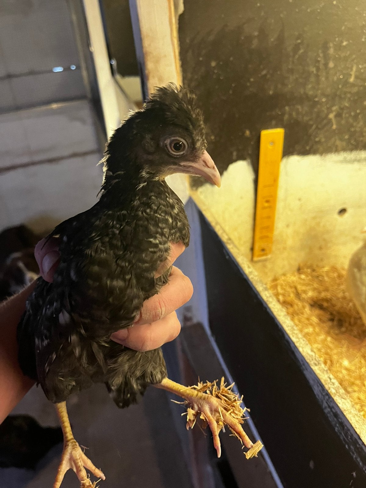 Schijndelaar kuikens, Dieren en Toebehoren, Pluimvee
