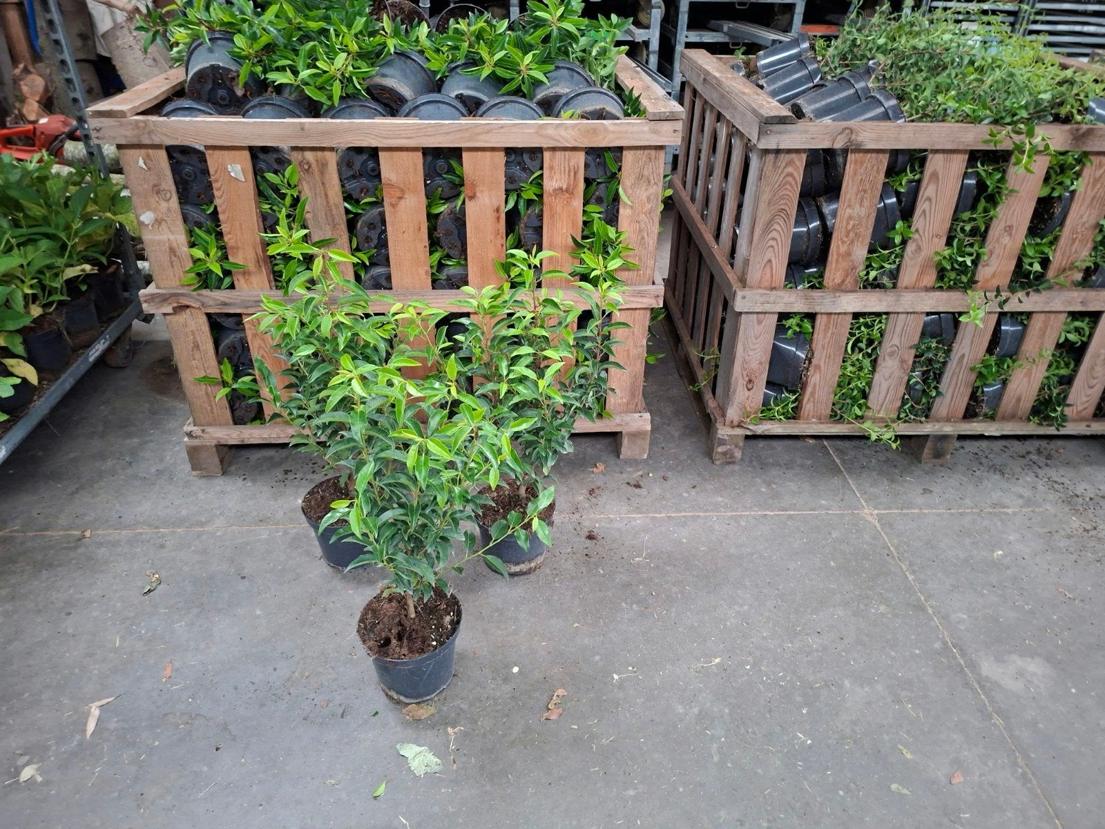 ‼️prunus lusitanica angustifolia aan promoprijzen‼️, Tuin en Terras, Ophalen, Taxus