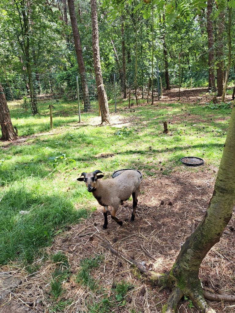 Kameroen ram lam, Dieren en Toebehoren, Mannelijk, Schaap, 0 tot 2 jaar