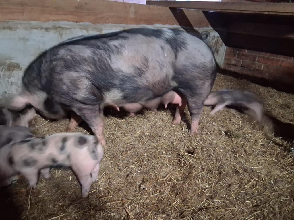 Pietrain biggen, Dieren en Toebehoren