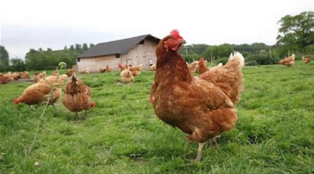 Verse eieren van eigen kippen per stuk 0,50€, Dieren en Toebehoren, Pluimvee