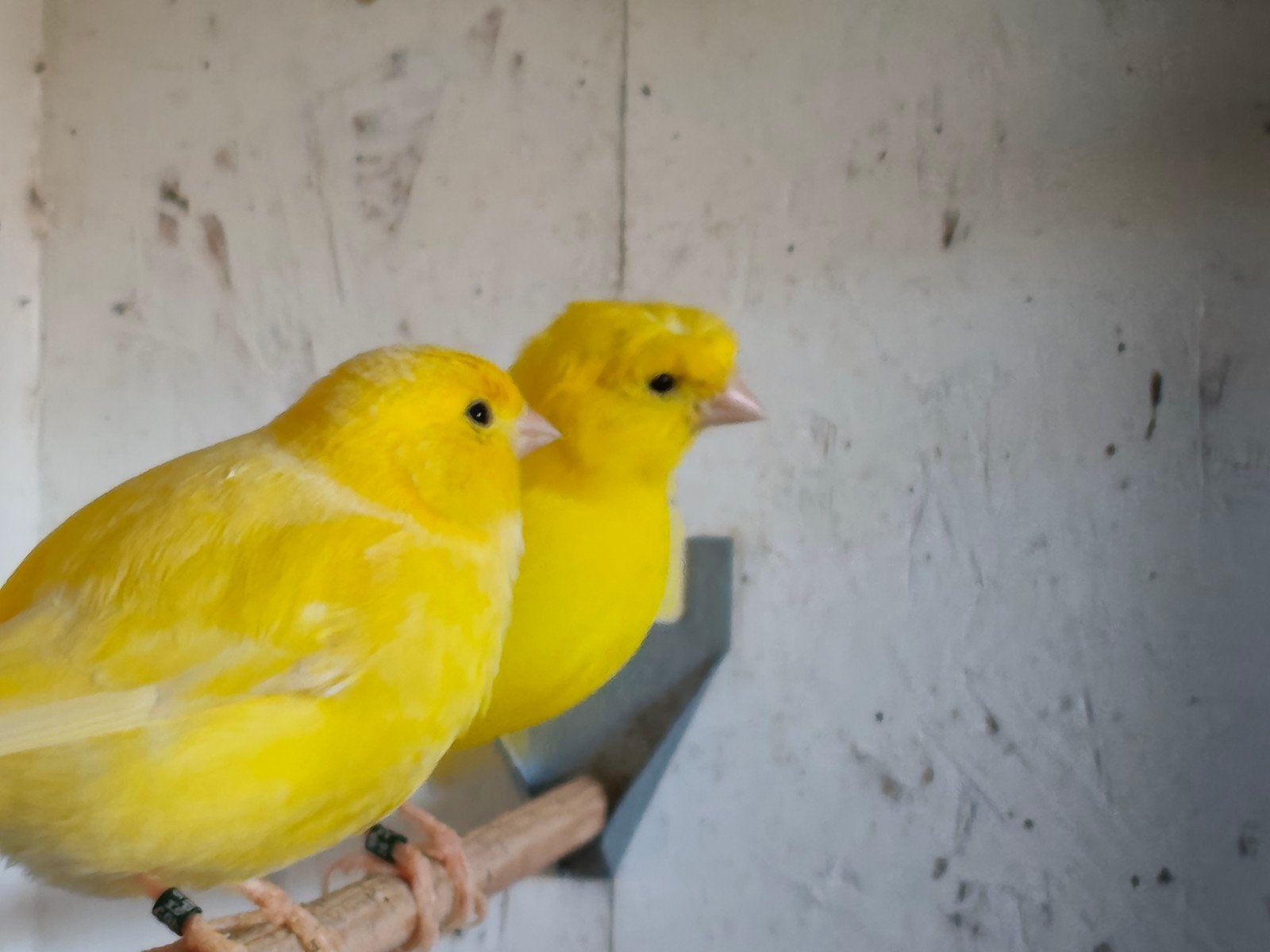 Geel em rood Kanaries