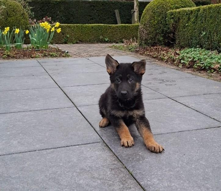 chiots bergers allemands, Animaux & Accessoires, Chiens | Bergers & Bouviers, Plusieurs, Hépatite contagieuse (maladie de Rubarth)