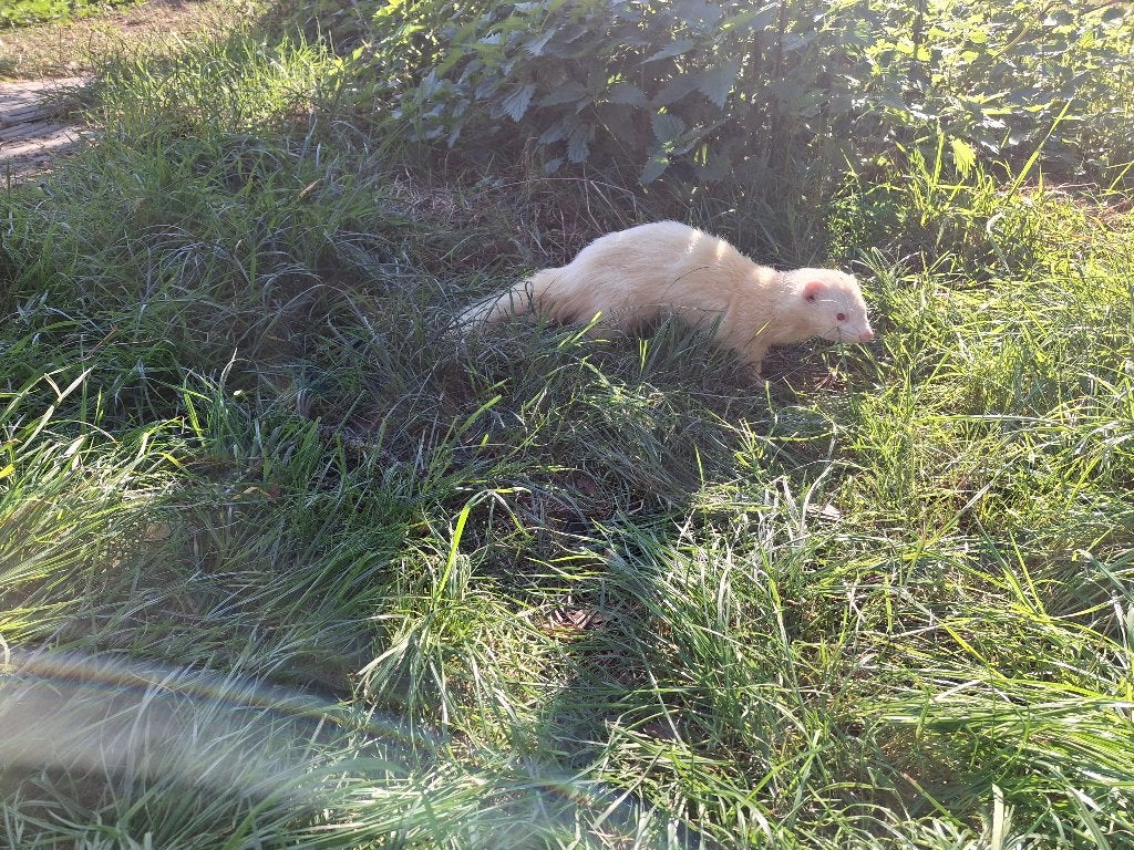 4 jarige albino fret, April, Mannelijk