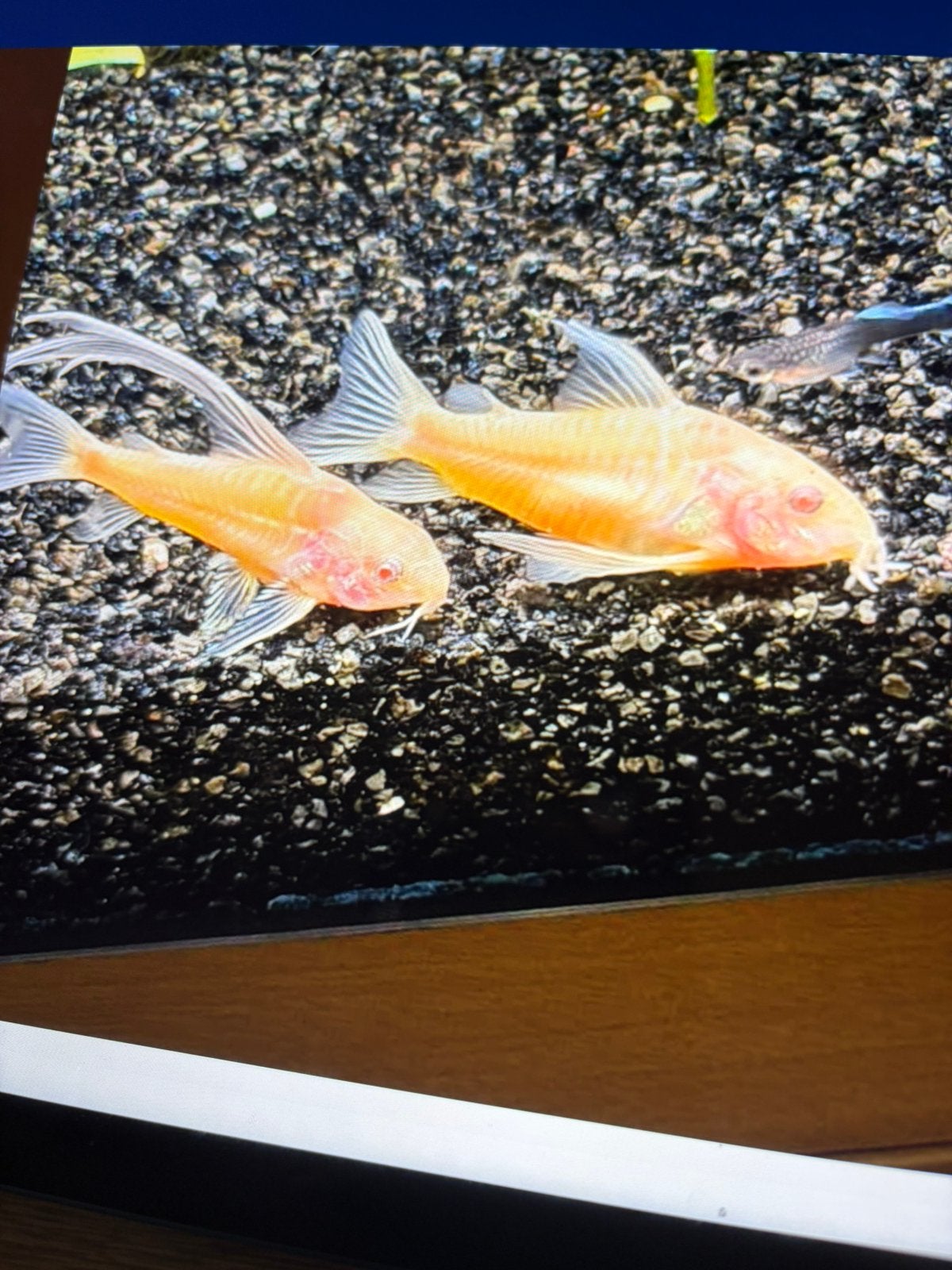 longfin, Dieren en Toebehoren, Vissen | Aquariumvissen, Zoetwatervis