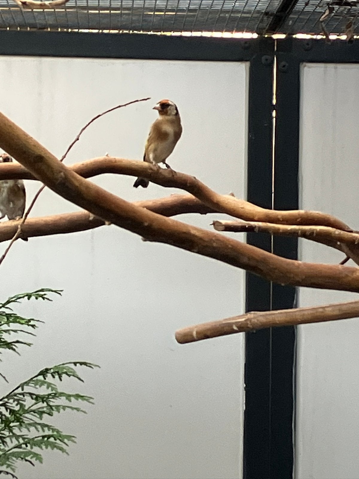 Kleine putter man EK 2026, Dieren en Toebehoren, Geringd