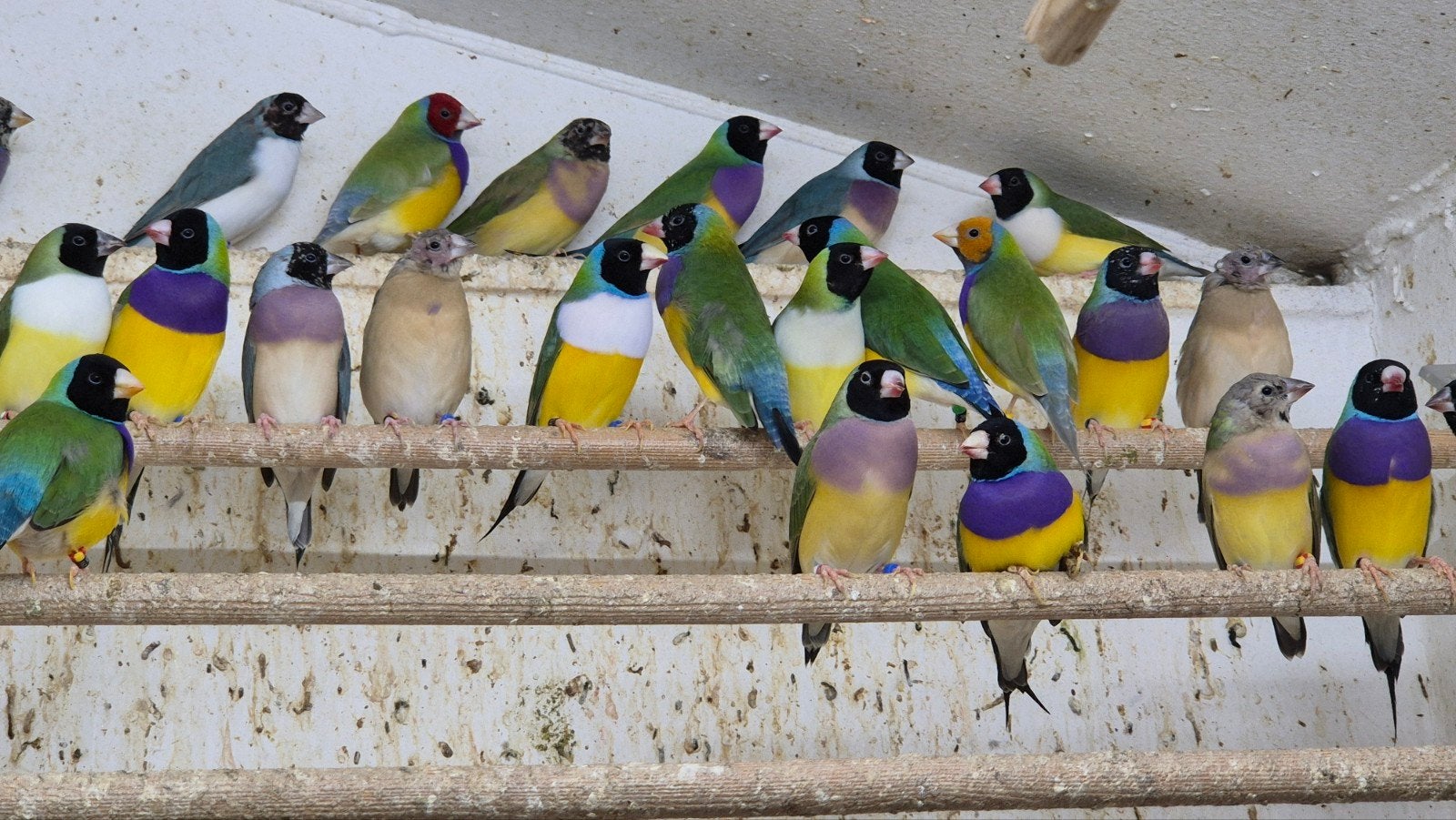 gouldamadine, Animaux & Accessoires, Oiseau tropical, Bagué