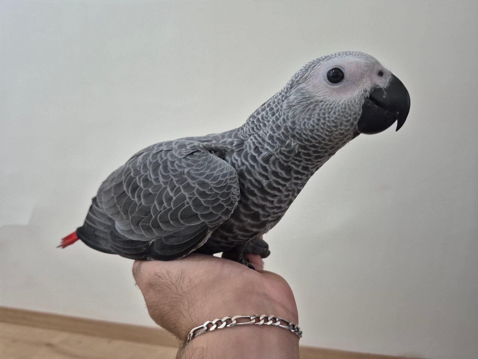 Perroquet Gris du gabon, Animaux & Accessoires, Perroquet, Bagué