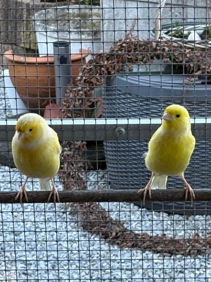 Gele kanaries, mannen, Animaux & Accessoires, Mâle, Canari chanteur