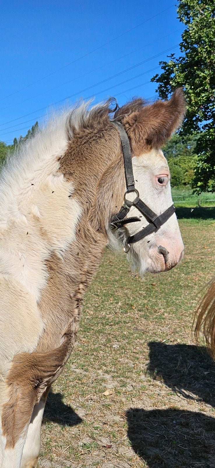 super relaxed tinker irish cob hengst veulen, Étalon, Moins de 160 cm, Avec pedigree, 0 à 2 ans