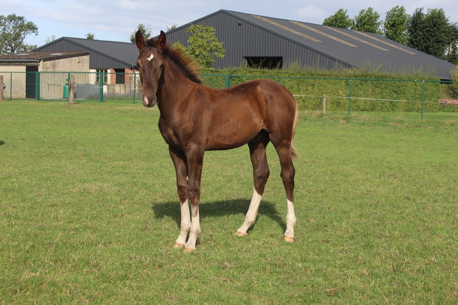 Hengstveulen van Toèmme de Regor, Dieren en Toebehoren, Hengst, Springpaard, Met stamboom, 0 tot 2 jaar