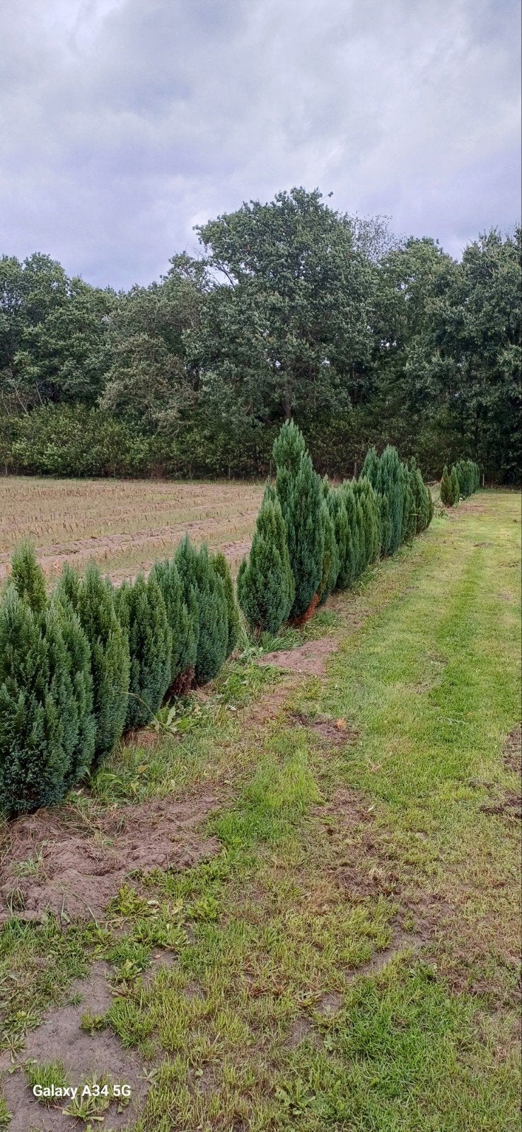 coniferen, Tuin en Terras, Ophalen