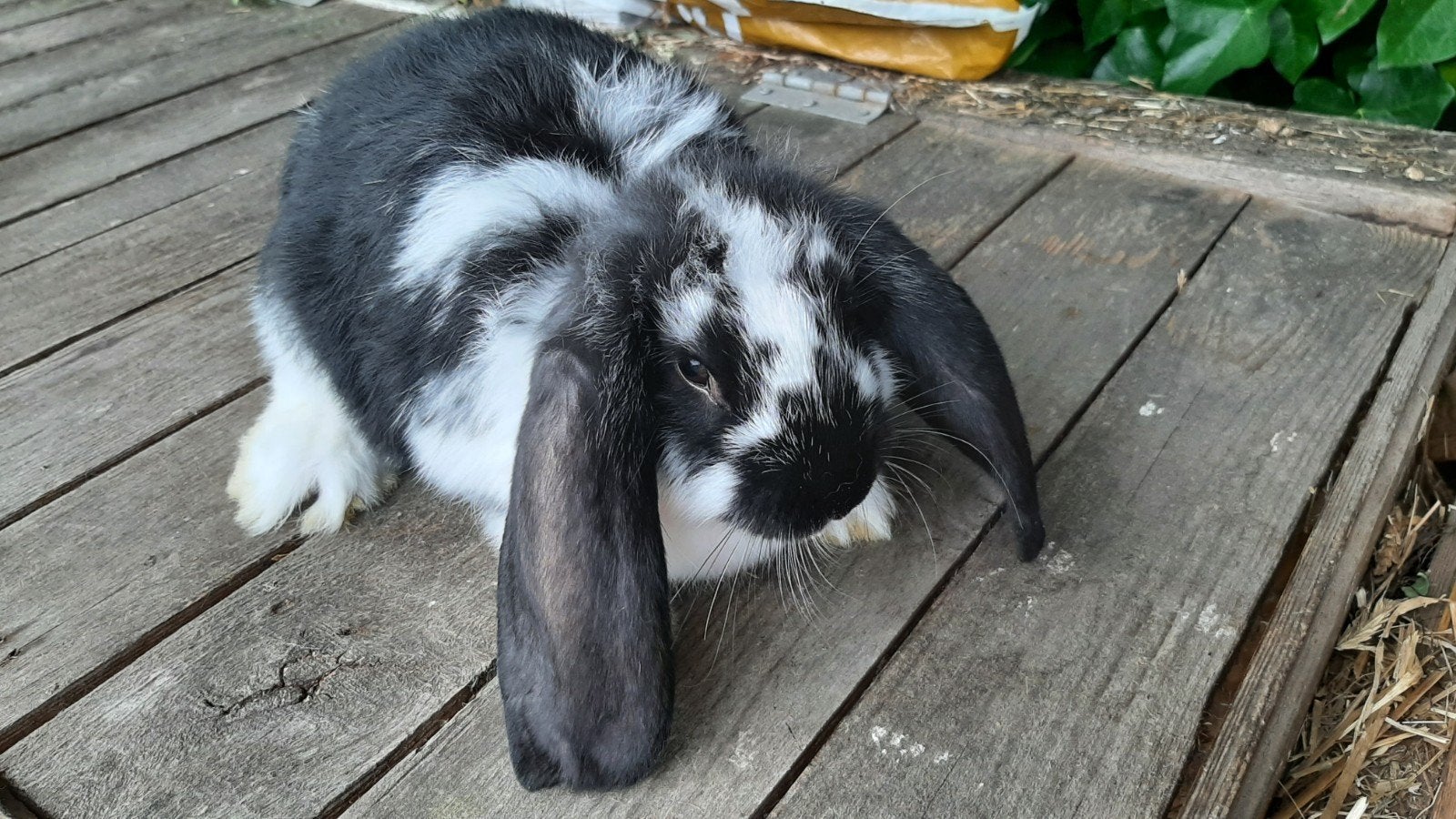 Franse hangoor, Dieren en Toebehoren, Vrouwelijk, Groot, Hangoor, 0 tot 2 jaar