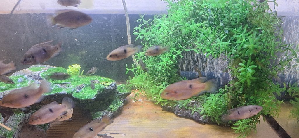 Rode fluweelcychliden, Poisson, Poisson d'eau douce