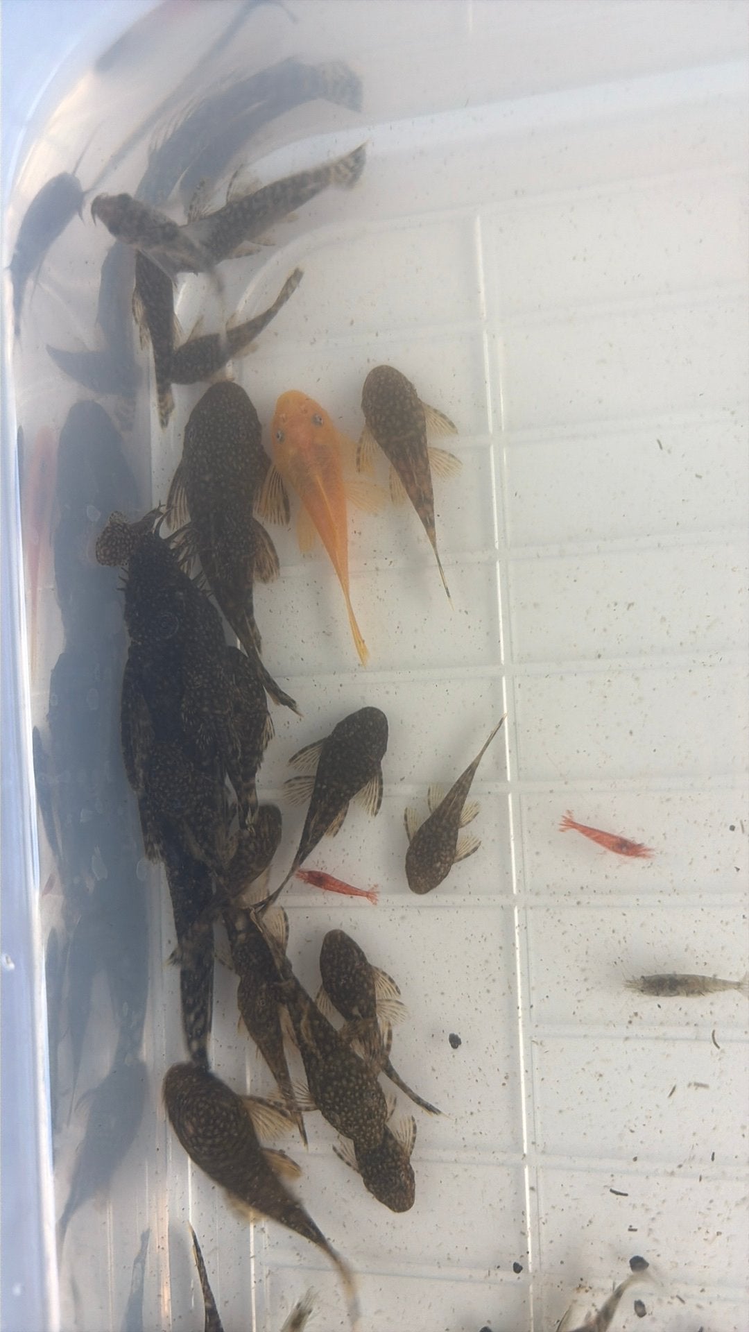 Visbestand 60 tal bodemvissen, Dieren en Toebehoren, Vis, Zoetwatervis