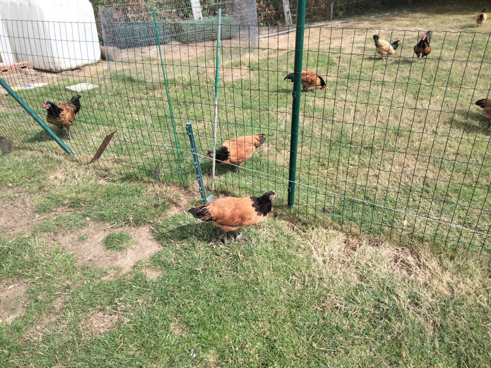 VORWERK HENNEN EN HANEN, Dieren en Toebehoren, Meerdere dieren, Kip
