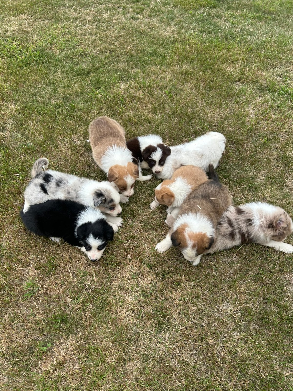 Border Collie pups, Dieren en Toebehoren, Honden | Herdershonden en Veedrijvers, Meerdere dieren, Collie, Fokker | Hobbymatig