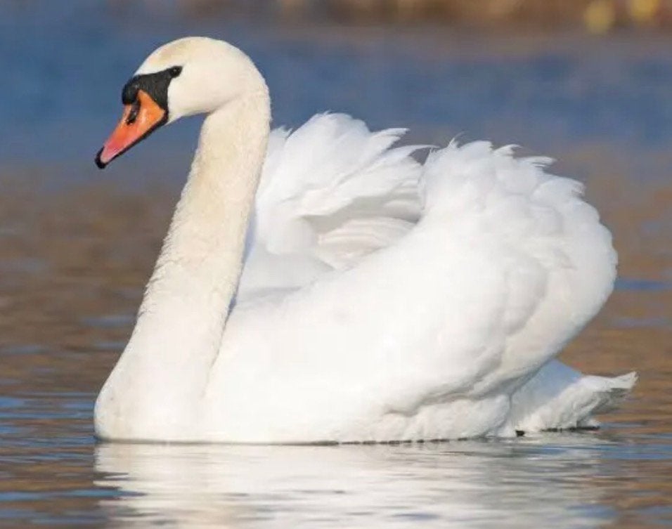 Gezocht: Knobbel zwaan kuikens/ jongen, Dieren en Toebehoren, Geslacht onbekend, Gans of Zwaan