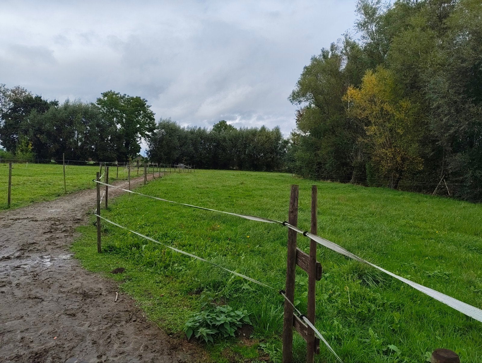 Boechout: Paardenwei zoekt schapen voor najaarsbegrazing, Dieren en Toebehoren