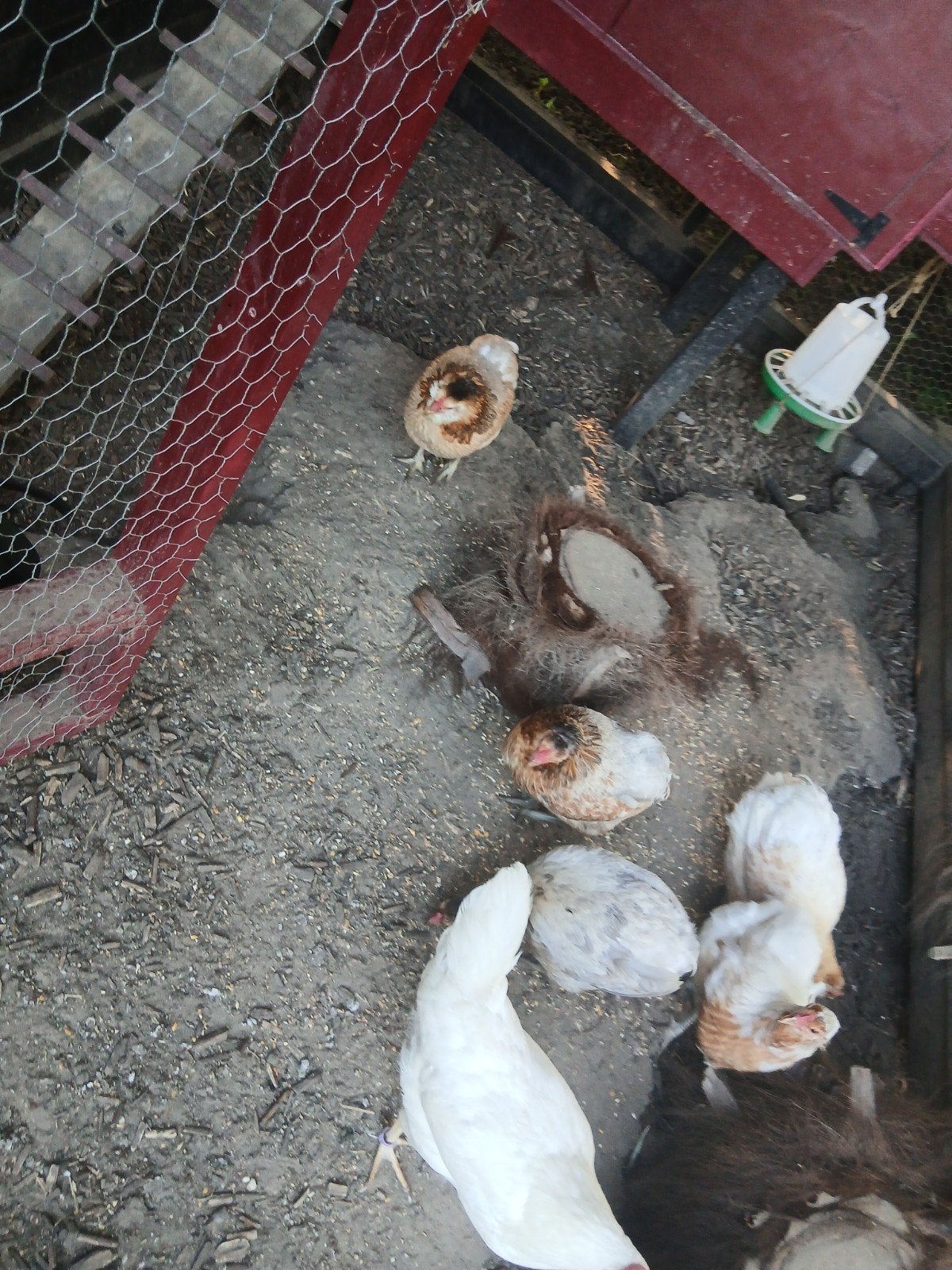 5 araucana hennen en 1 marnans haan, Dieren en Toebehoren, Pluimvee
