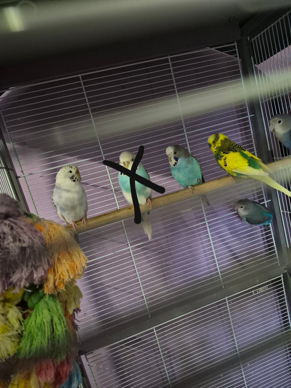 perruche a vendre ou a échange, Plusieurs animaux, Perroquet nain ou Inséparable, Bagué
