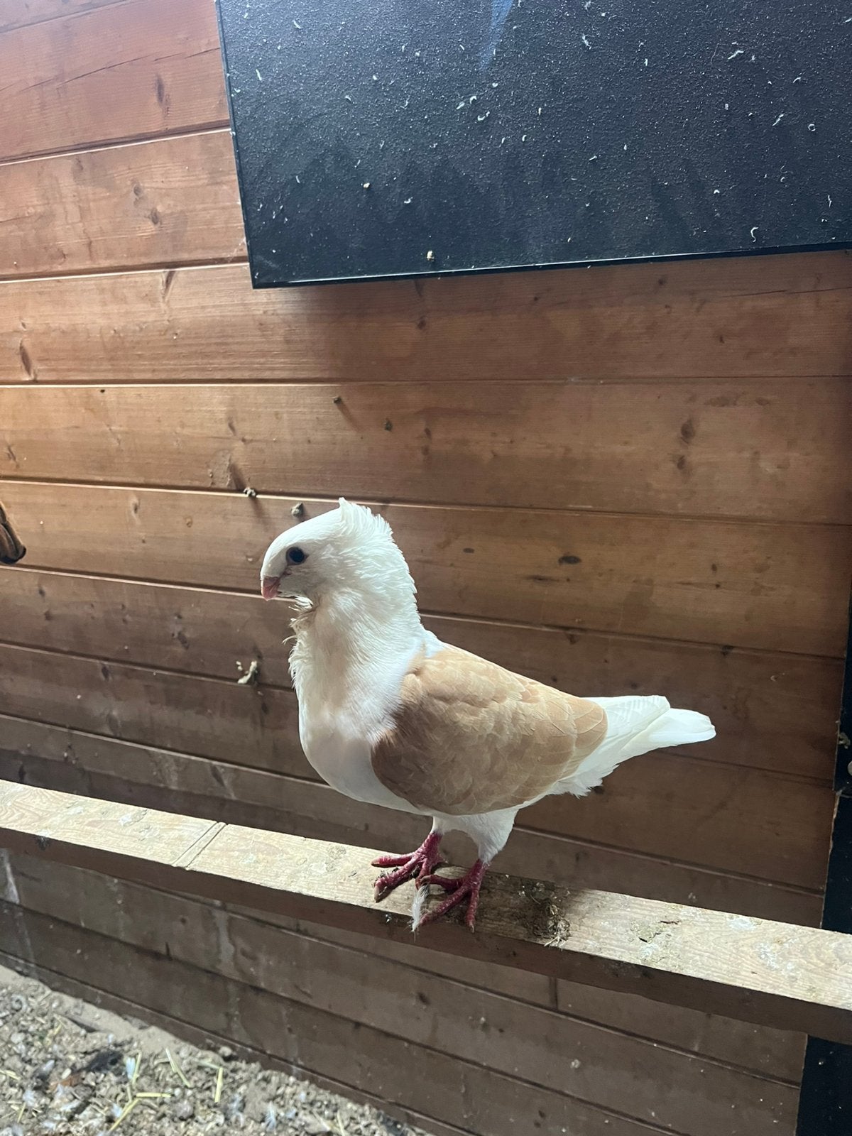Mooi duiven, Dieren en Toebehoren, Vogels | Duiven