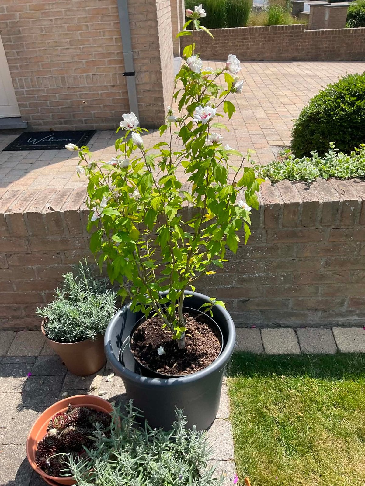 Witte hibiscus (zonder pot), Enlèvement
