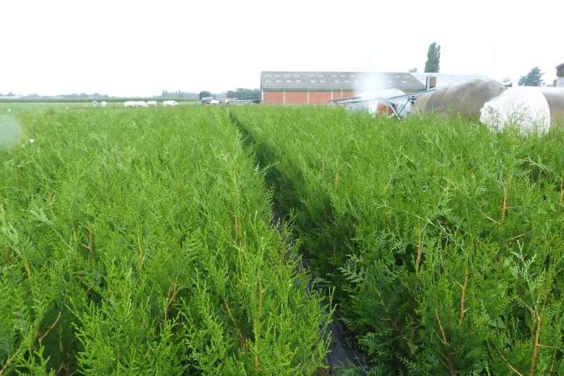 Thuja Plicata Atrovirens ( Levensboom ), Ophalen, Conifeer, Haag