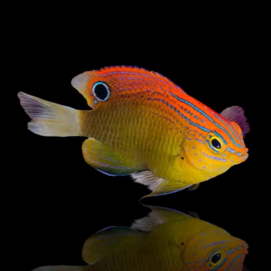 Pomacentrus Bankanensis, zoutwatervis, zeeaquarium, Dieren en Toebehoren, Vis