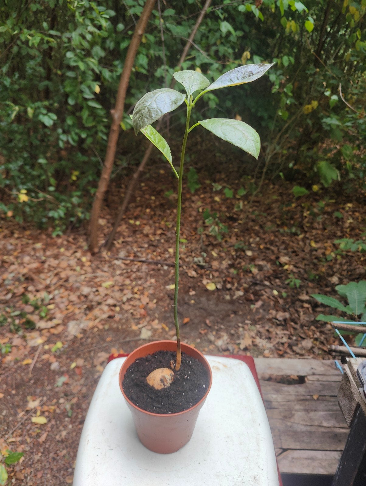 advocado plant, Tuin en Terras, Planten | Fruitbomen, Ophalen