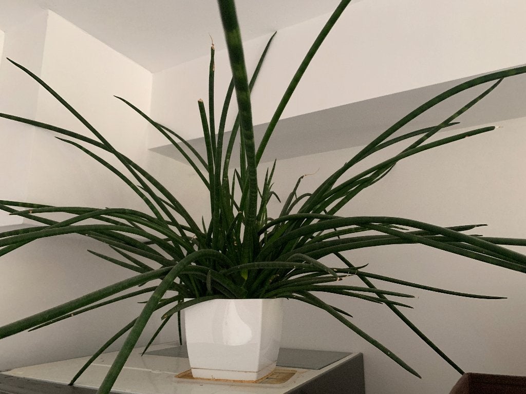 Plante à donner, Autres espèces, Moins de 100 cm, Enlèvement, Plante verte