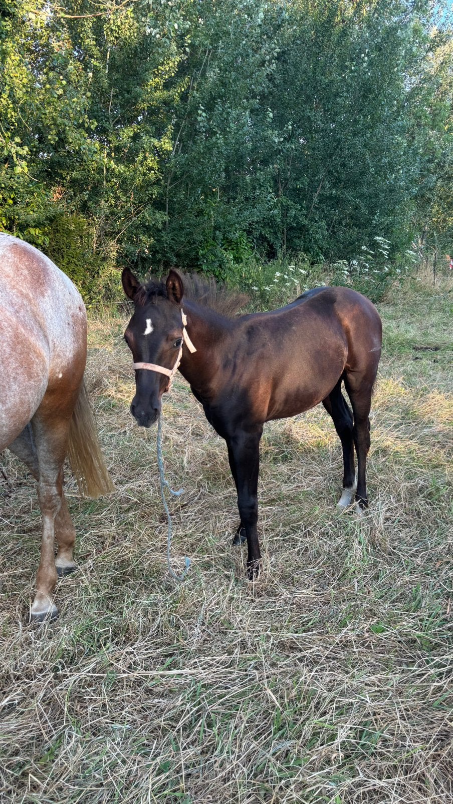 quarter veulen te koop, Dieren en Toebehoren, Merrie