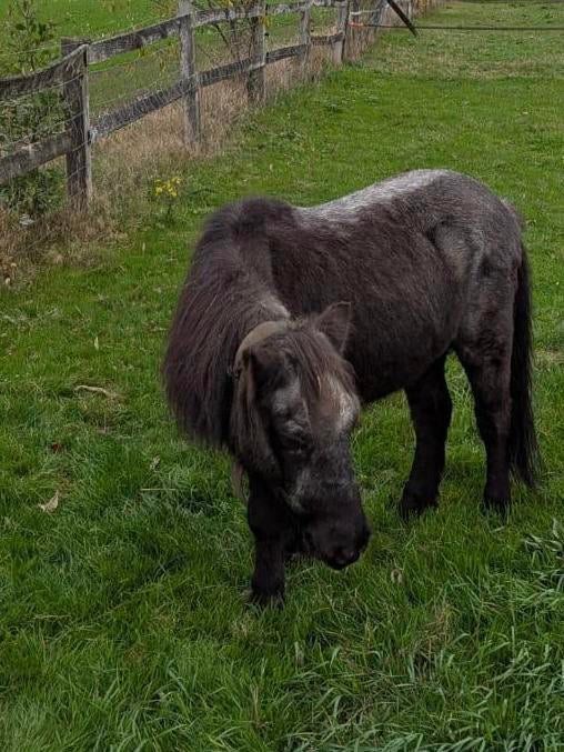 Pony, Dieren en Toebehoren, Pony's, Ruin, Niet van toepassing
